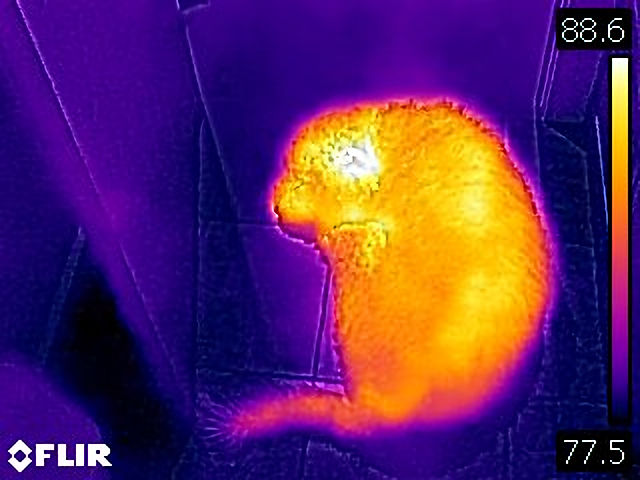 My pet dog Finley, as seen by a camera at visible wavelengths and at infrared wavelengths.